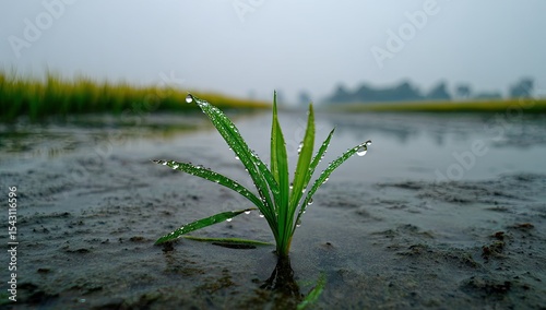 Dew-kissed sprout in a paddy field