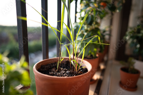 Sprouts of tropical lemongrass (Cymbopogon citratus) herb in pot on balcony. Cultivation homegrown aroma citronella herbs, indoor gardening, sustainable living. 