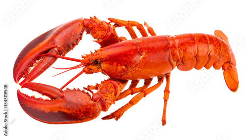 lobster on transparent background.