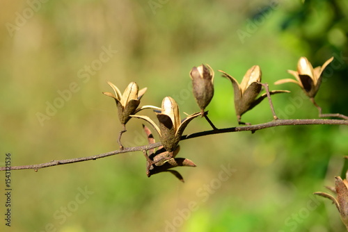 Ailanthus altissima var. vilmoriniana - Korean Tree of Heaven with Rough Bark, Compound Leaves and Green Fruits