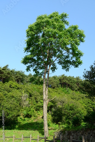 Ailanthus altissima var. vilmoriniana - Korean Tree of Heaven with Rough Bark, Compound Leaves and Green Fruits