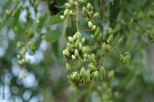 Ailanthus altissima var. vilmoriniana - Korean Tree of Heaven with Rough Bark, Compound Leaves and Green Fruits