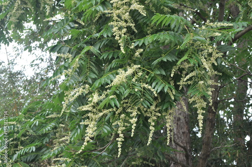 Ailanthus altissima var. vilmoriniana - Korean Tree of Heaven with Rough Bark, Compound Leaves and Green Fruits