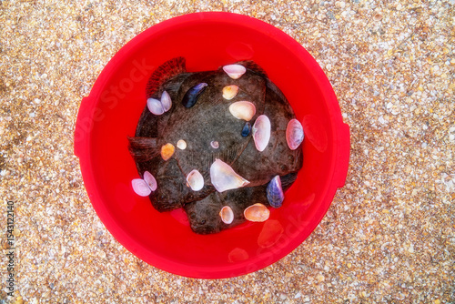 Azov Flounder in red bucket. Bottom mollusks surround this fish in Sea of Azov. Soft clam (Mya arenaria), anadara ((Scapharca inaequivalis), edible mussel (Mytilus edulis), Venus between Cardium edule