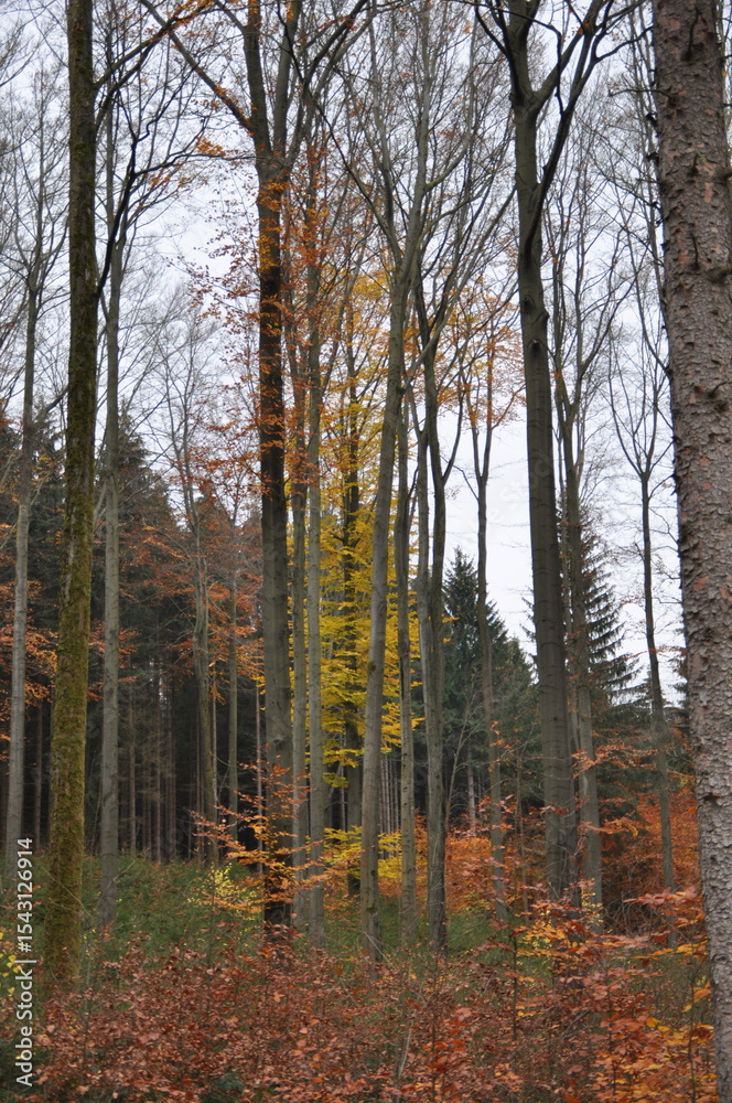 Obraz premium Looking up into a canopy of autumn leaves, the golden-yellow foliage of a deciduous tree stands in contrast to the dark silhouettes of surrounding conifers. The overcast sky adds a moody, atmospheric 