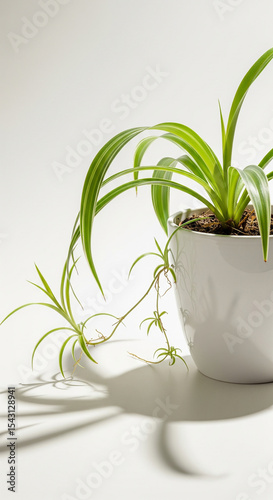 Spider Plant with Long Leaves in Ceramic White Pot