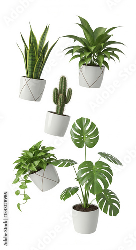 Assorted Houseplants in White Pots Isolated on White Background