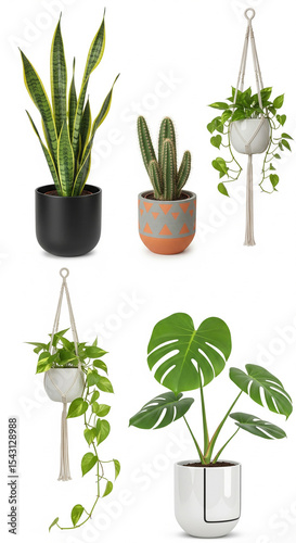 Hanging and Standing Indoor Plants in Modern Arrangement