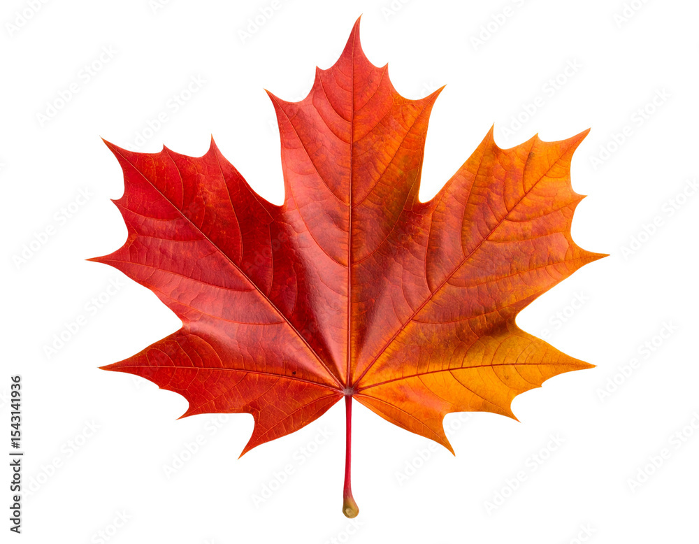Fototapeta premium Realistic red maple leaf with detailed veins and vibrant color. Isolated on transparent background.
