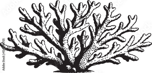 Vintage Coral Illustration – Hand-Drawn Marine Reef Element