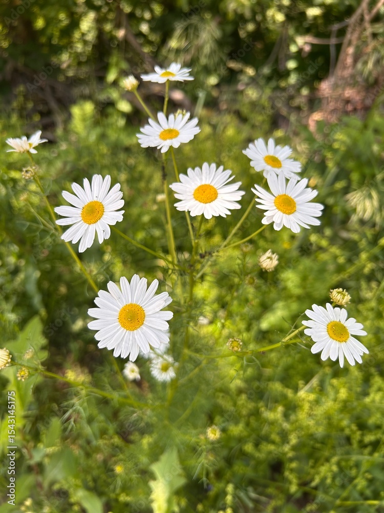 Fototapeta premium chamomile, chamomile flowers, chamomile on green grass background 