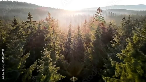 Misty Forest Sunrise Aerial