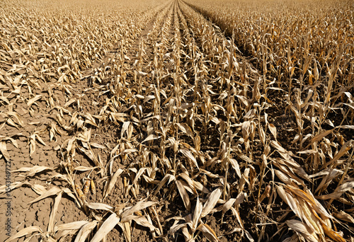 rotten corn field with signs of disease