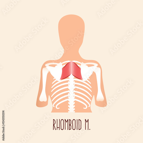 Rhomboid muscle. Flat design vector illustration.