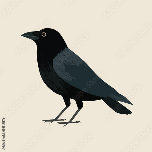 crow isolated in White Background, crow vector, Flat lay vector illustration