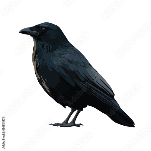 crow isolated in White Background, crow vector, Flat lay vector illustration