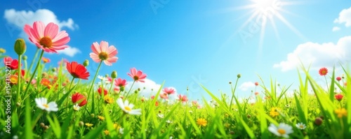 Sunny meadow, wildflowers bloom brightly Lush green grass, blue sky , park, cloud, field