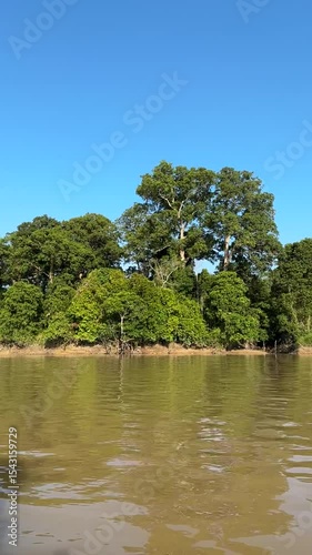 River in the forest