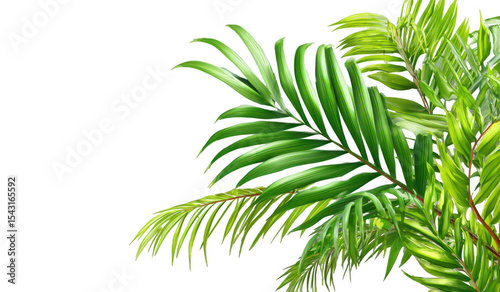 Tropical leaves close-up