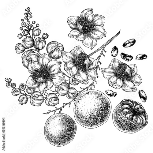 Vector set of blooming Brazil nut branches, nuts in shell and in cut, blossom. Collection of superfood nuts