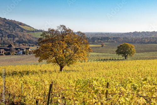 Colourful rows of vines on a sunny day in Autumn, close to Box Hill in Surrey Hills, Dorking