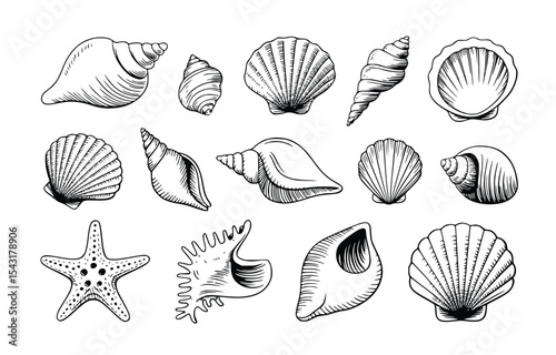 An assortment of meticulously hand-drawn sea shells and a starfish grace a pristine white backdrop, evoking coastal charm and artistic detail, silhouette
