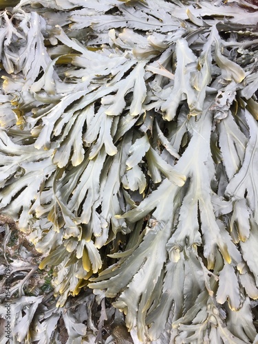 Serrated or saw wrack (Fucus serratus) on UK coast