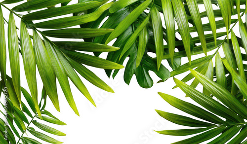 Tropical Leaves Closeup (2)