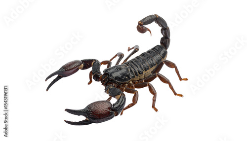 Plakat a scorpion isolated on transparent background