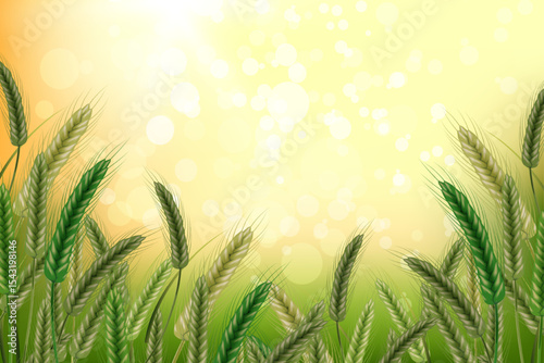 Ripe spikelets of wheat with grains, ears and stalks