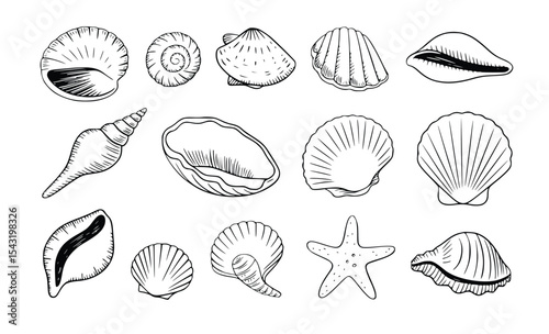 Seashells Collection Detailed Line Drawings Ocean Beach Summer Nautical Art Sketch, silhouette