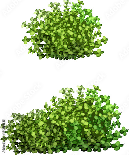 Ornamental green plant in the form of a hedge