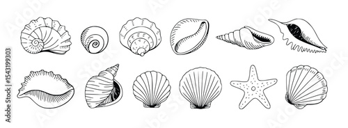 Diverse Seashells Collection Hand Drawn Line Art Ocean Beach Starfish Nature Illustration, silhouette