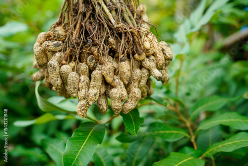 a bunch of tied peanuts, a bunch of peanuts after harvest.
