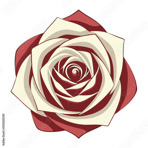 red rose on white background