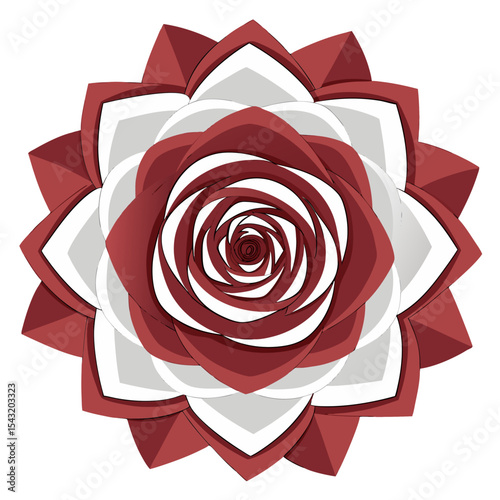 red rose on white background