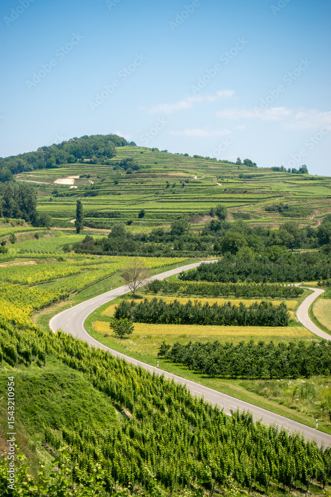 Naklejka premium Hillside Road and Terraced Vineyards