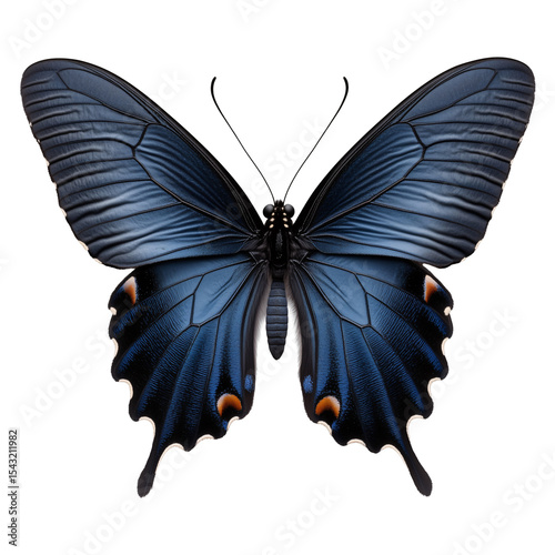 butterfly with soft colourful wings and black accents isolated on a transparent background	