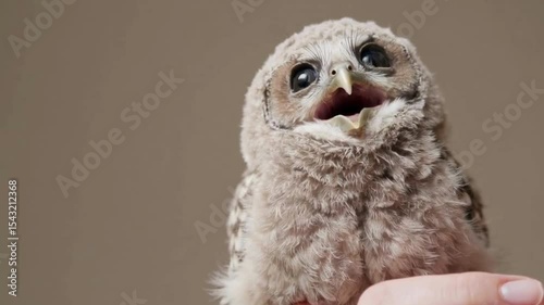 手のひらサイズの赤ちゃんのフクロウ