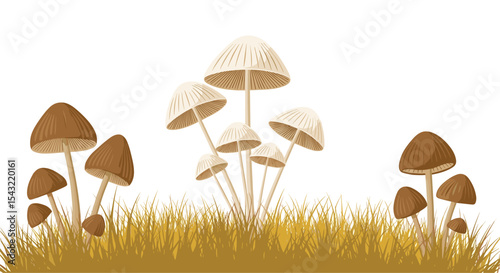 Exploring the Diverse World of Mushrooms A Comprehensive Look at Fungi Varieties