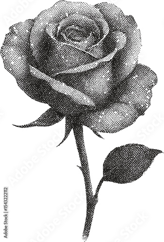 Halftone Black and White Rose: A detailed monochrome illustration of a beautiful rose, capturing its intricate petals and stem with a timeless elegance.
