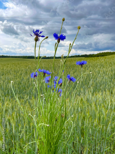 A bouquet of cornflowers on a wheat field