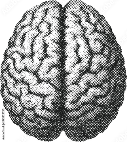 Anatomical Marvel: A detailed top-down view showcases the intricate structure of a human brain, rendered in a classic black-and-white style. Ideal for medical, educational, and scientific projects.