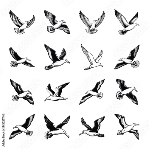 Albatross bird bundle vector illustration isolated on a white background
