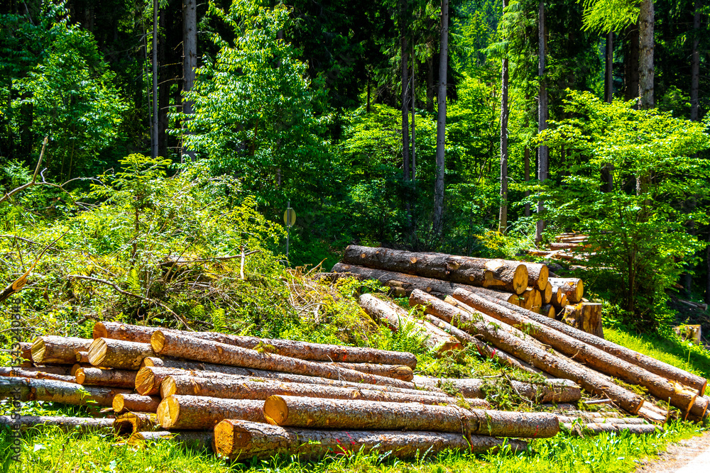 Fototapeta premium Sawn off dead tree trunks trees in the forest Austria.