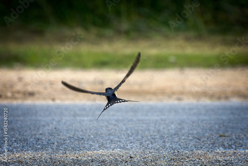 swallow. flying swallow with spread wings. sunny day