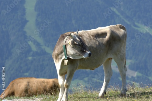 cow young bull. Bavarian animal in the alps, on a mountain slope, in a pasture., The young bull has a Bavarian bell hanging