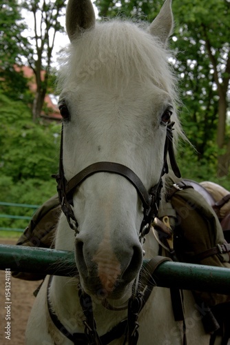 horse behind the fence. The white horse is looking at the camera. It is in harness