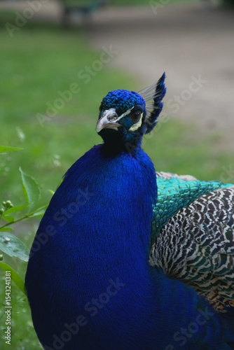 a peacock with spreading feathers in the park. The peacock is colorful