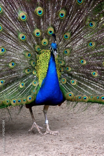 a peacock with spreading feathers in the park. The peacock is colorful